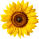 SunFlowerIcon